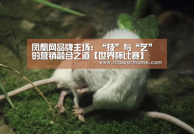 世界杯比赛