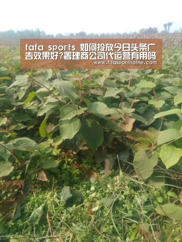 fafa sports